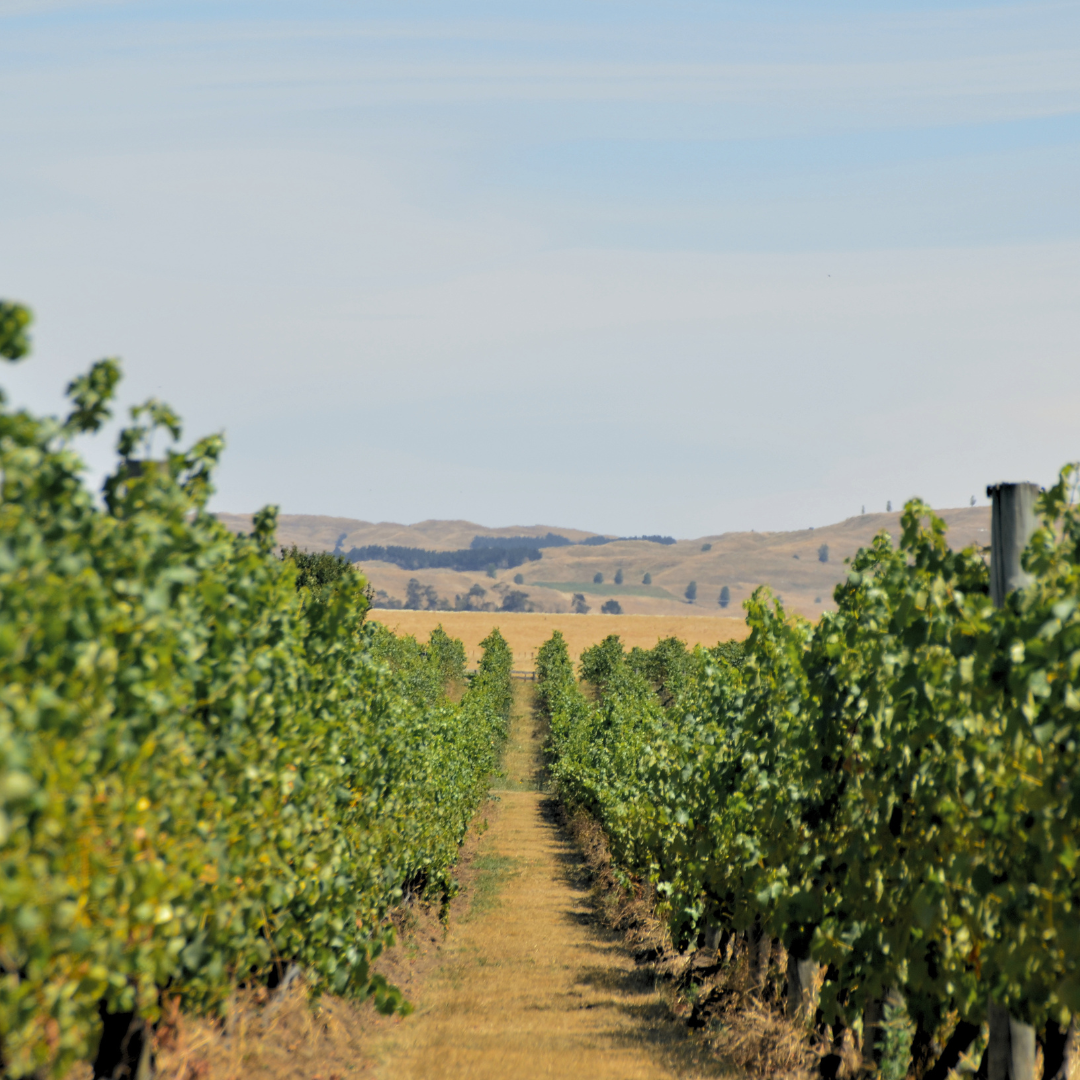The Winemakers Selection