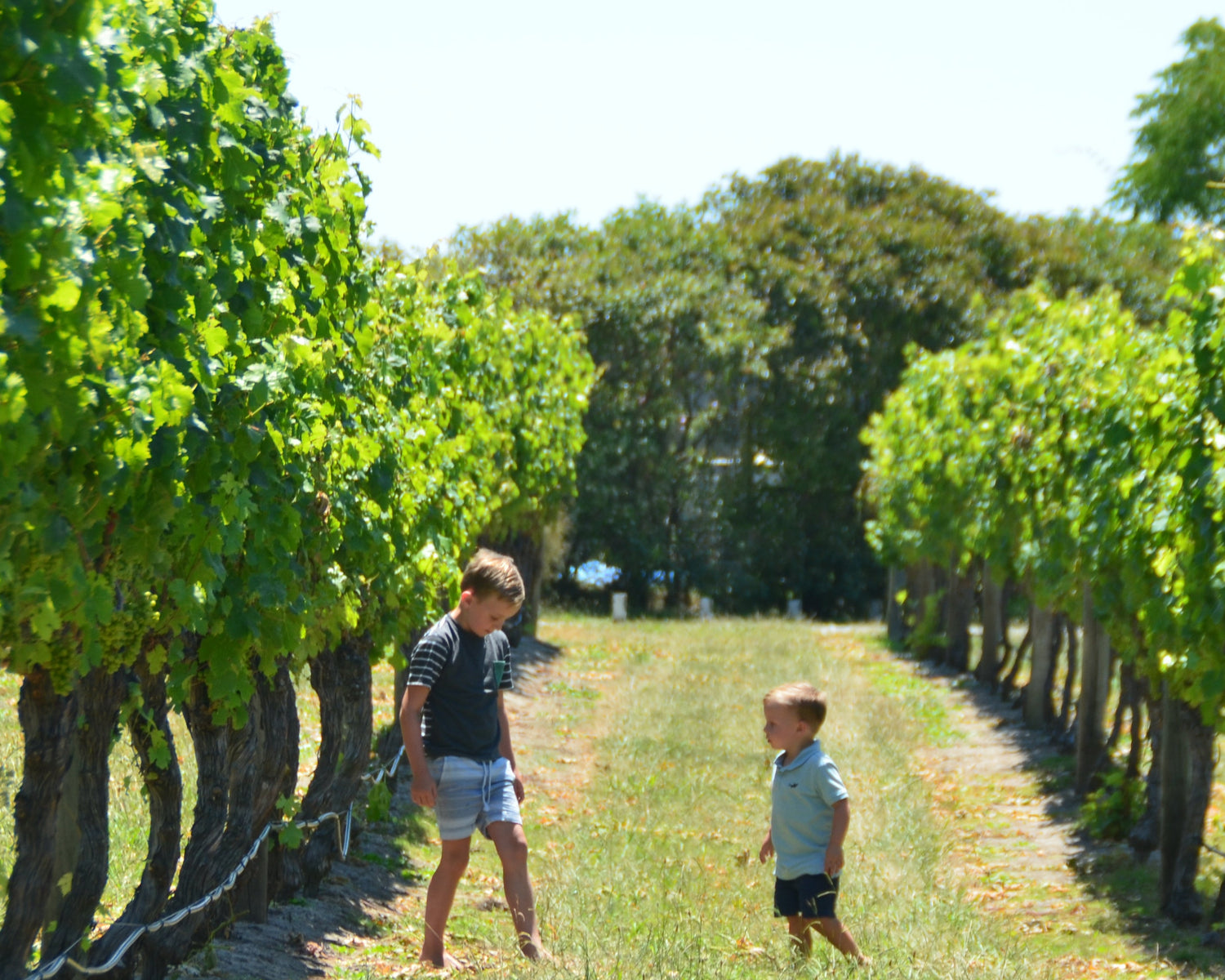 Two children walking between rows of grapevines in a vineyard.
