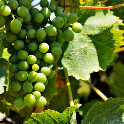 White Wine Mixed Case
